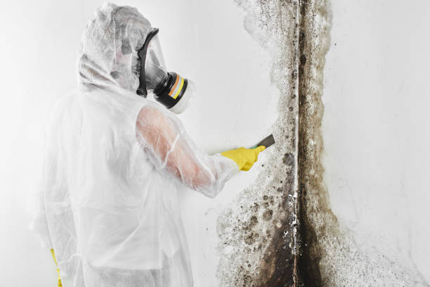 Best Insurance-Related Mold Remediation in Grundy, VA