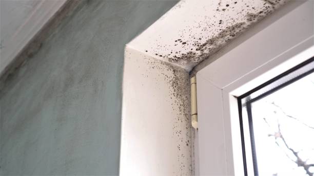 Best Preventive Mold Services in Grundy, VA