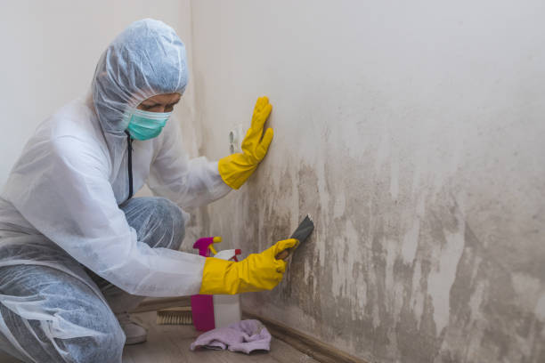 Best Mold Testing and Inspection Services in Grundy, VA