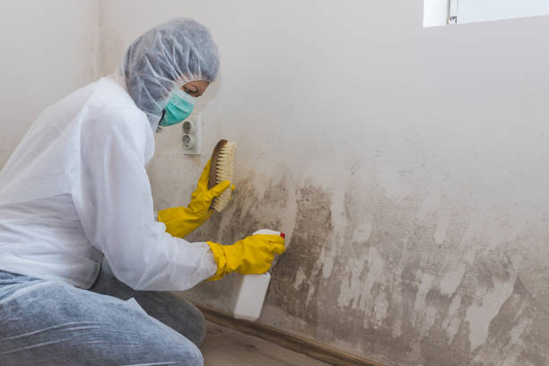 Best Commercial Mold Remediation in Grundy, VA