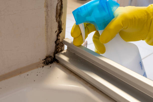 Best Black Mold Remediation in Grundy, VA