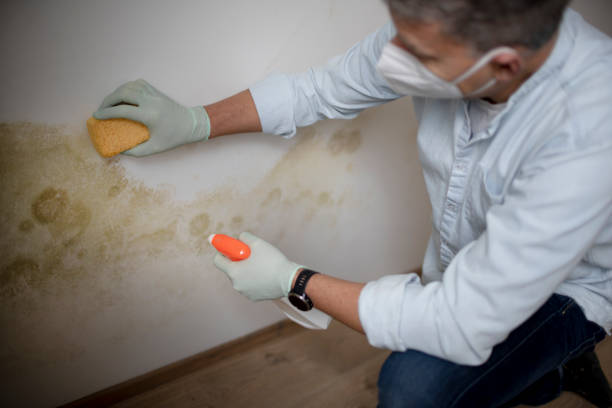 Best Post-Flood Mold Remediation in Grundy, VA