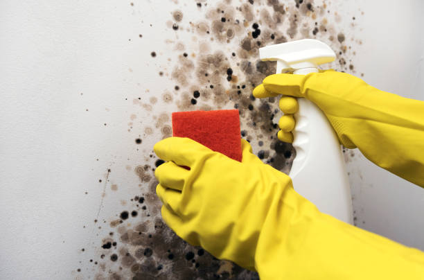 Best Residential Mold Remediation in Grundy, VA