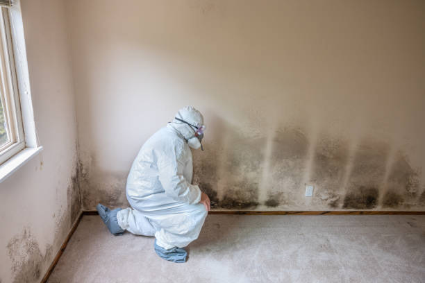 Best DIY Mold Remediation Support Services in Grundy, VA