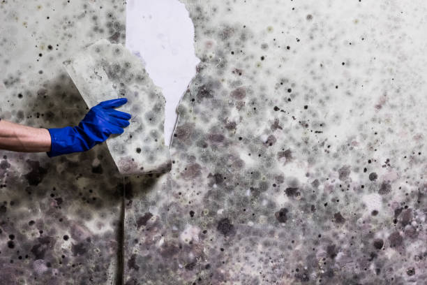 Best Localized Mold Remediation (e.g., coastal areas, humid climates) in Grundy, VA